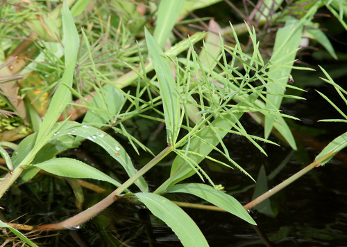 Paspalum repens (River Grass)