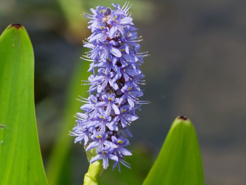 Pontederia cordata (Pickerelweed)