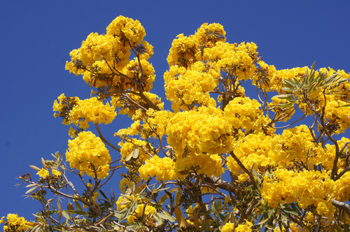 Tabebuia aurea (Paratudo)