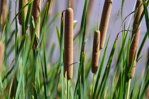 Typha domingensis (Southern Cattail)