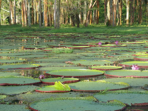 Victoria amazonica (Giant Water Lily)