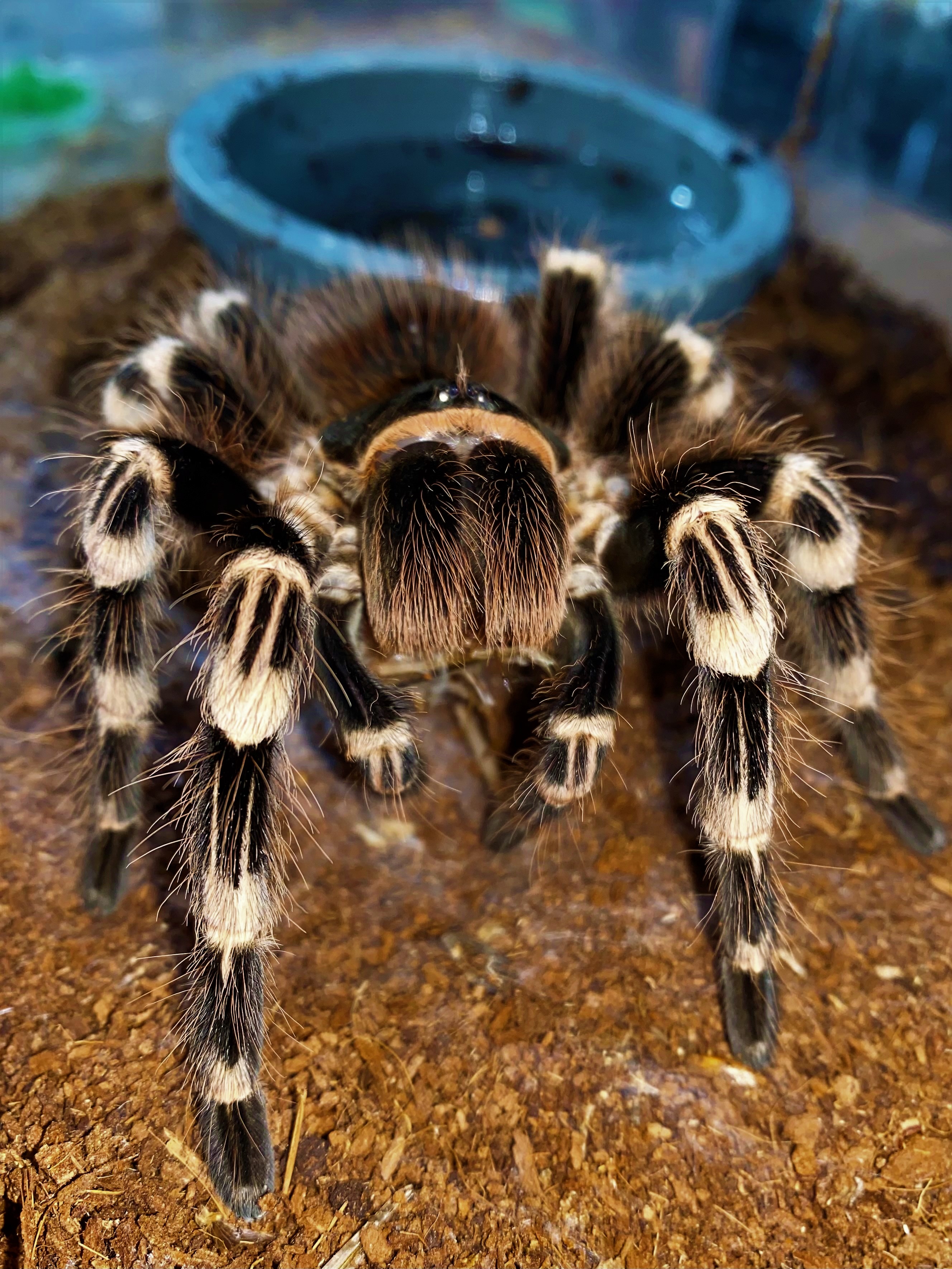 Acanthoscurria geniculata (Tarântula-joelho-branco)
