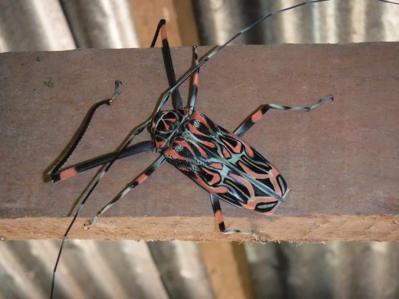 Acrocinus longimanus (Harlequin Beetle)