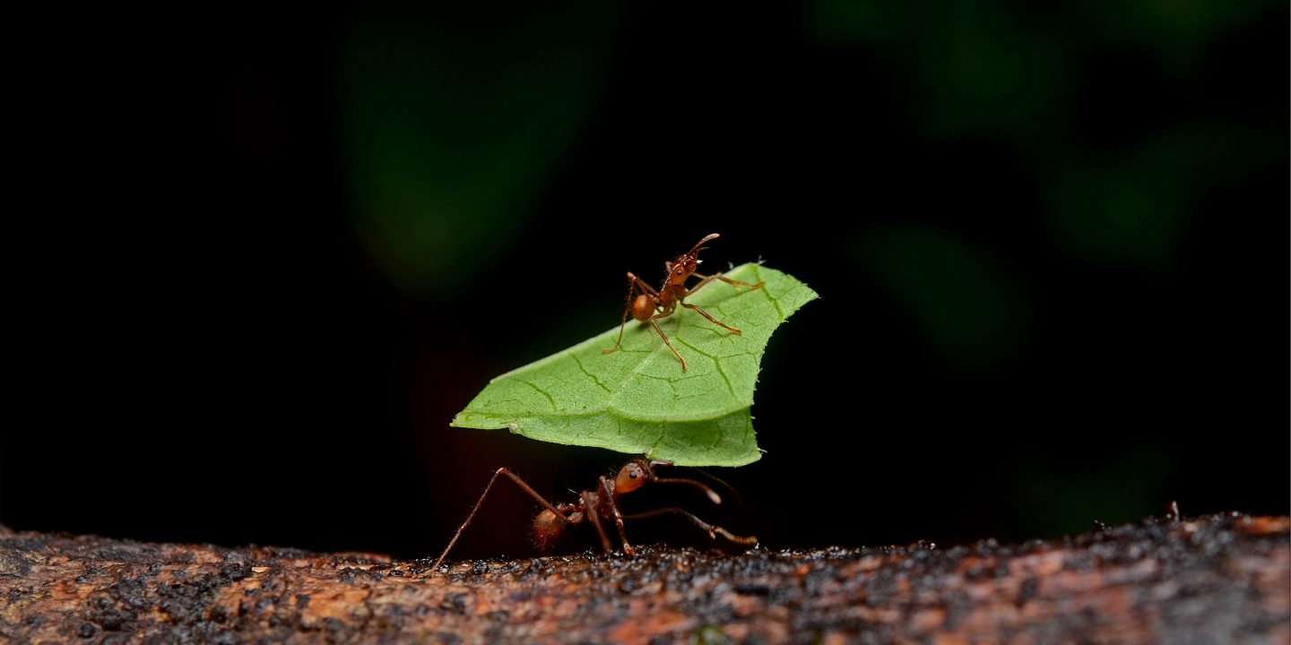 Atta sexdens (Leaf-cutter Ant)