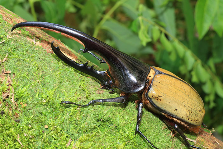 Dynastes hercules (Hercules Beetle)