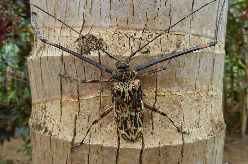 Mantis religiosa (Praying Mantis)