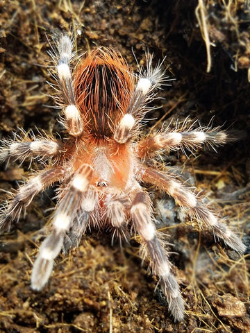 Nhandu coloratovillosus (Black-and-White Tarantula)