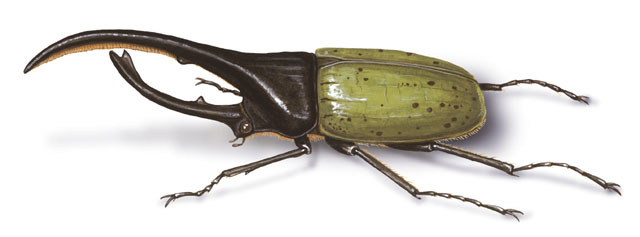 Phanaeus vindex (Rainbow Dung Beetle)