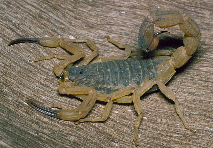 Rhopalurus lacreus (Pantanal Scorpion)