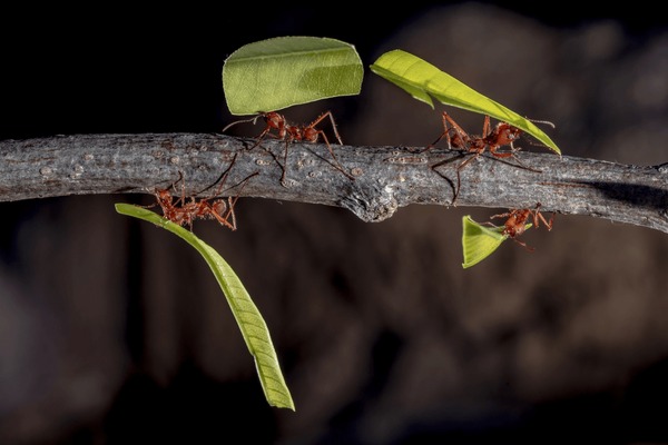 Schistocerca cancellata (South American Locust)