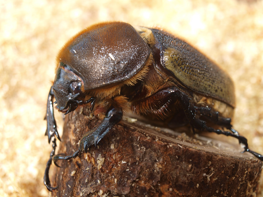 Titanus giganteus (Titan Beetle)