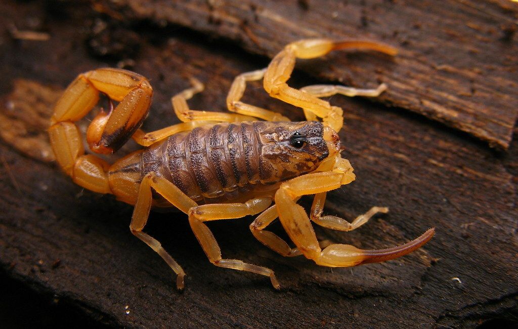 Tityus bahiensis (Brown Scorpion)