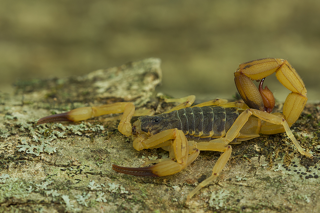 Tityus serrulatus (Yellow Scorpion)