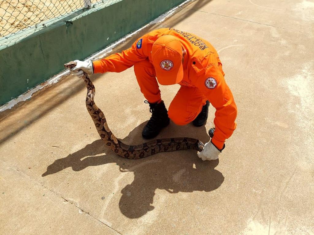 Bombeiros resgatam jiboia de 1,5 metro em município em MT