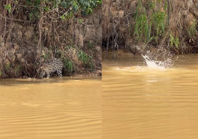 Onça-pintada “pescadora” defende presa de piranhas no Pantanal