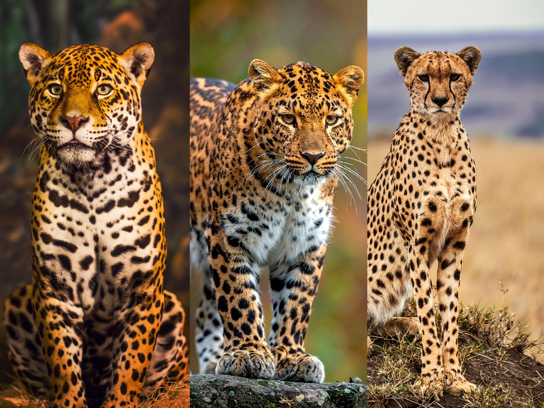 Diferenças entre Onça-pintada, Leopardo e Guepardo