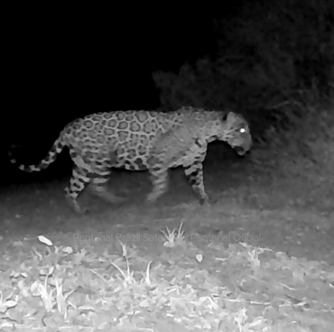 Câmeras trap revelam rotina da fauna no Pantanal