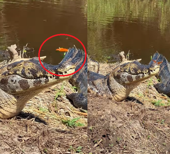 Hora do yoga no Pantanal: jacaré relaxa ao sol e ganha companhia inesperada