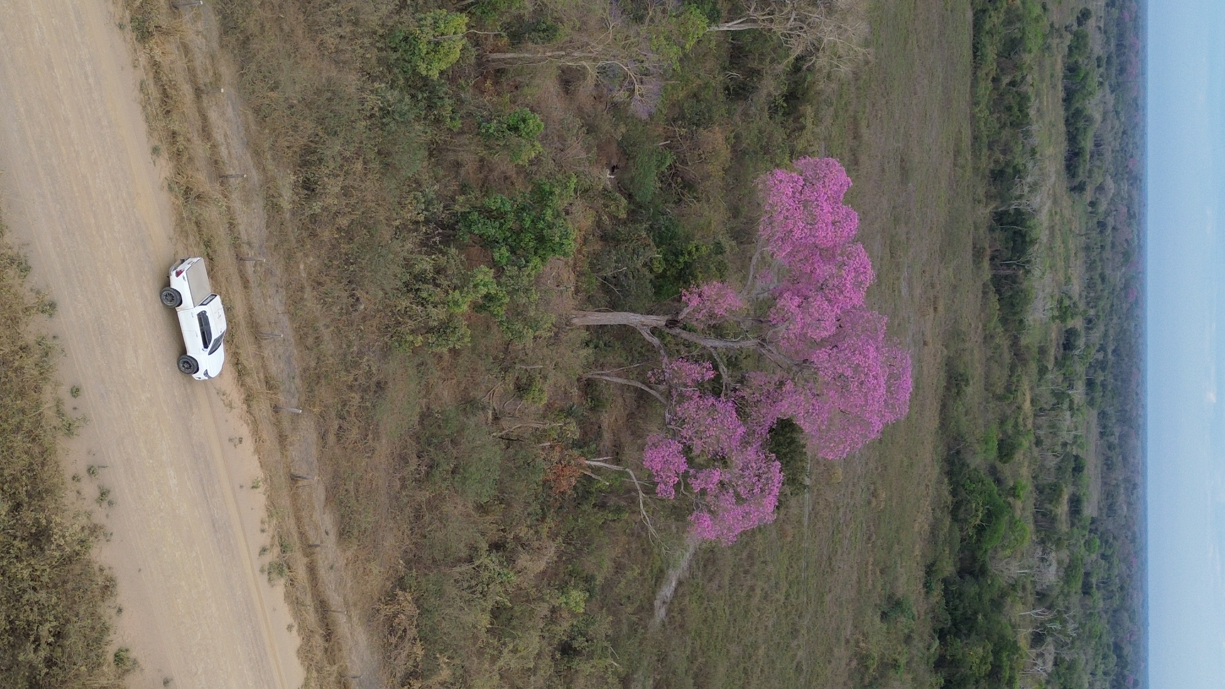 Pantanal Ipês: The Chromatic Spectacle Announcing the Dry Season and Enchanting the Plain
