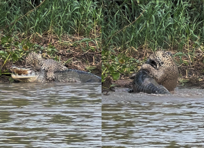 Onça-pintada protagoniza batalha épica com jacaré dentro de rio no pantanal