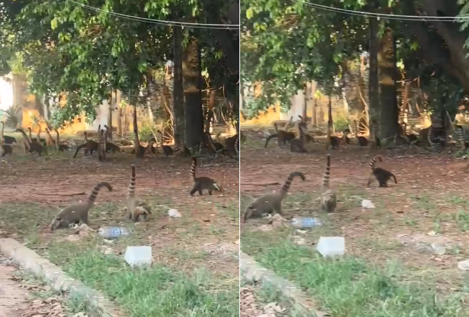 VÍDEO: Quantidade de quatis impressiona em Campo Grande(MS)