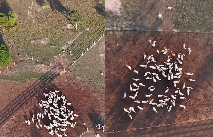 Manejo no Pantanal aposta em prevenção para evitar conflitos com onças-pintadas