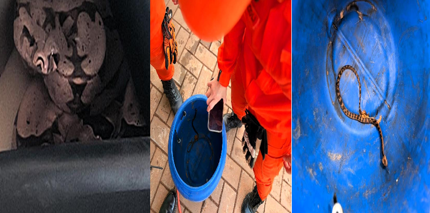 Bombeiros resgatam três cobras em áreas urbanas de Mato Grosso