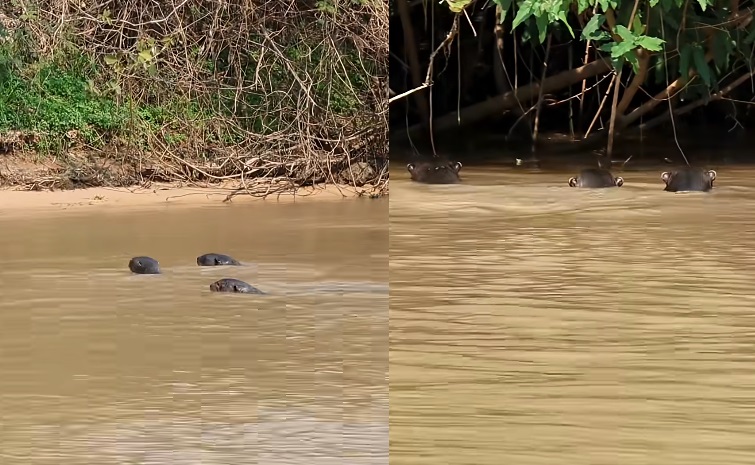 Ariranhas entram em alerta e se unem em defesa ao perceber ameaça na mata
