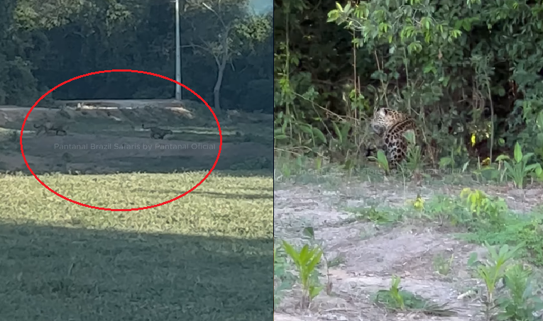 Onça-pintada com filhote surpreende visitantes na Transpantaneira