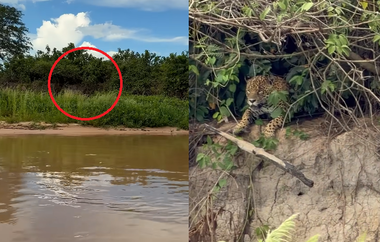 Onça surpreende ao surgir camuflada em barranco