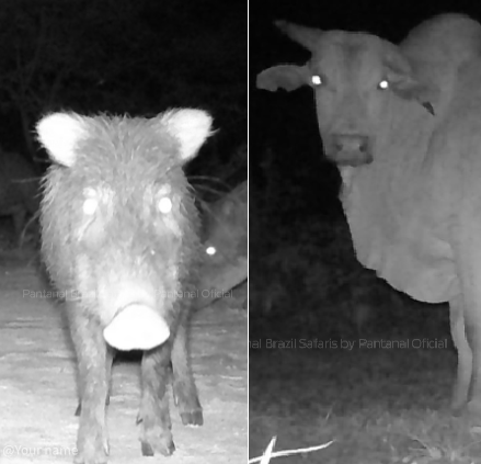 Animais no pantanal são registrados em momento descontraído por câmera trap