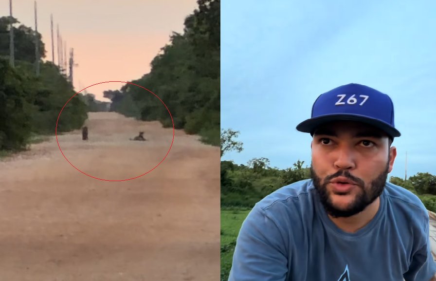 Onça-pintada com filhote surpreende homem durante registro em ponte na Transpantaneira