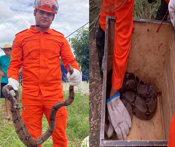 Bombeiros resgatam duas jiboias em municípios de MT após aparições em áreas urbanas