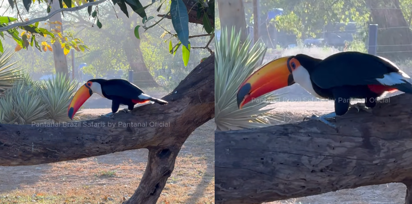 Avistamento de tucano no Pantanal reforça biodiversidade e riqueza da fauna brasileira