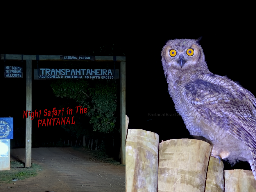 Expedição no Pantanal transforma noite de safári em experiência imersiva com trilha sonora de “Thriller”