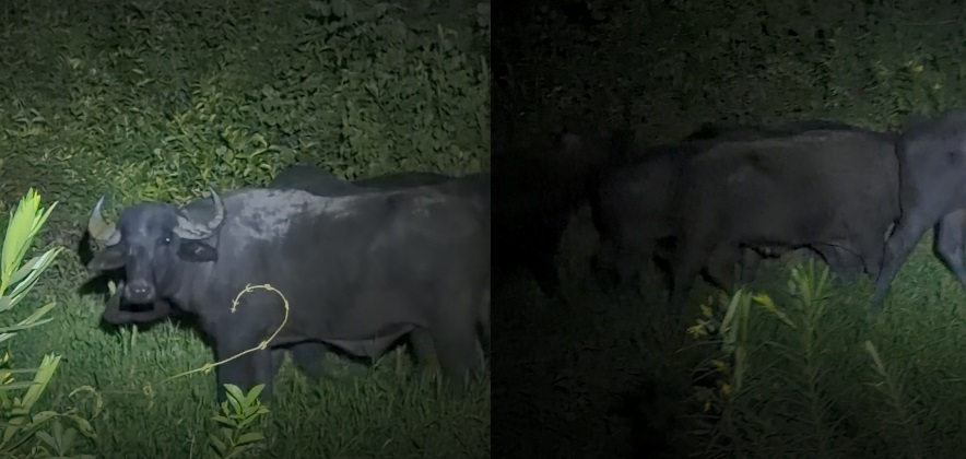 Família de búfalos impressiona turistas no Pantanal