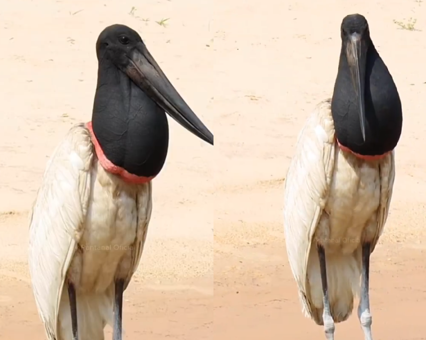 Vídeo de tuiuiú impressiona redes sociais e destaca gigante do Pantanal