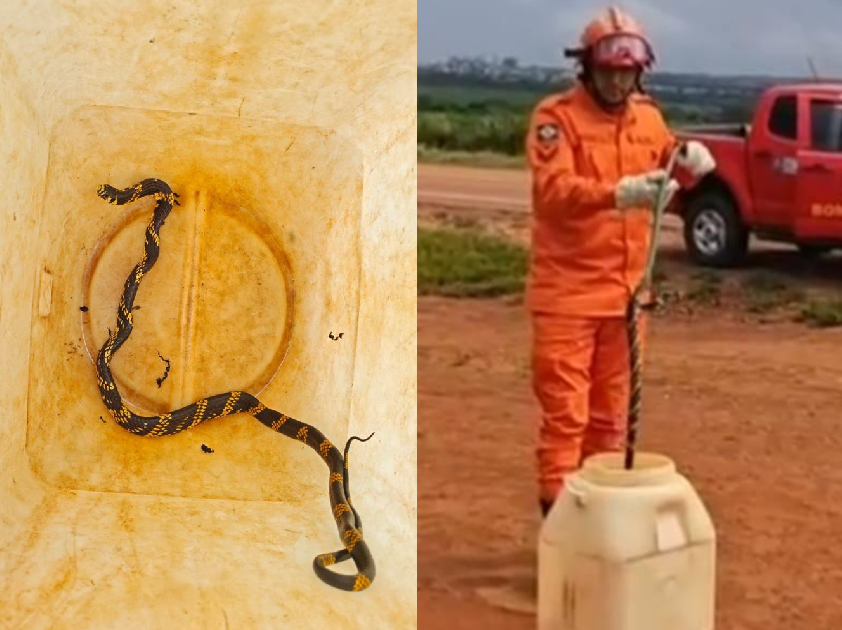 Bombeiros resgatam cobra caninana em empresa agrícola e devolvem animal à natureza