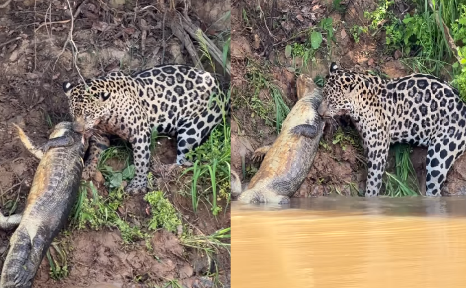 Registro no Pantanal Norte destaca força da onça-pintada, o felino de mordida mais potente do mundo