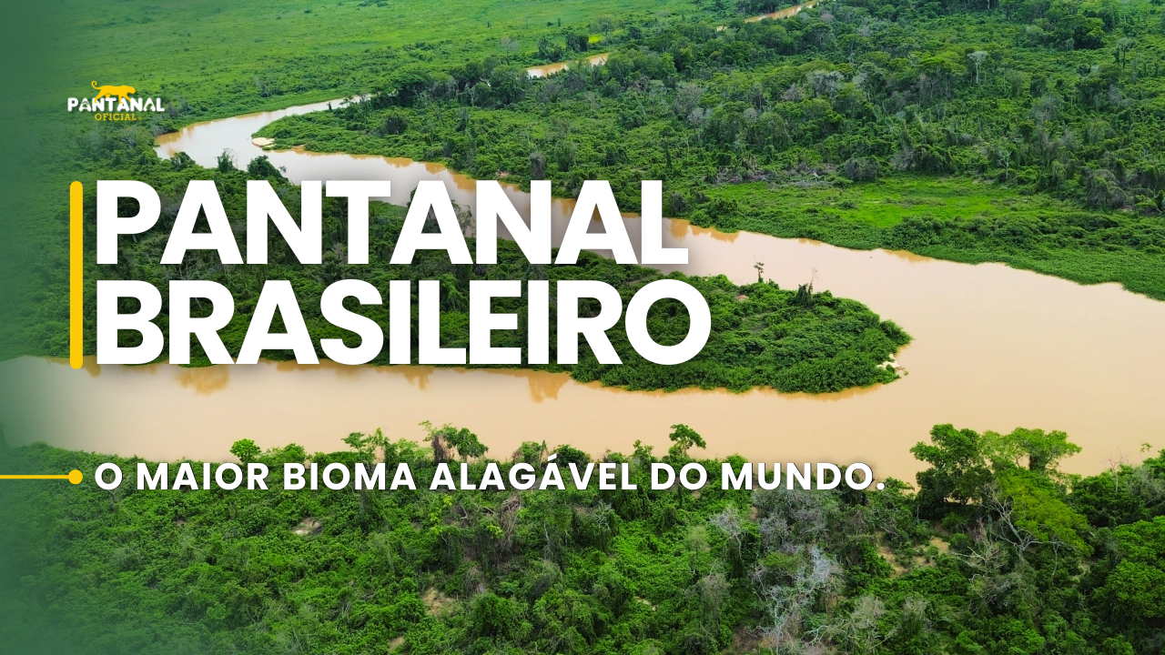 Pantanal Sul e Norte é destaque em vídeo que mostra fauna, rios e biodiversidade brasileira