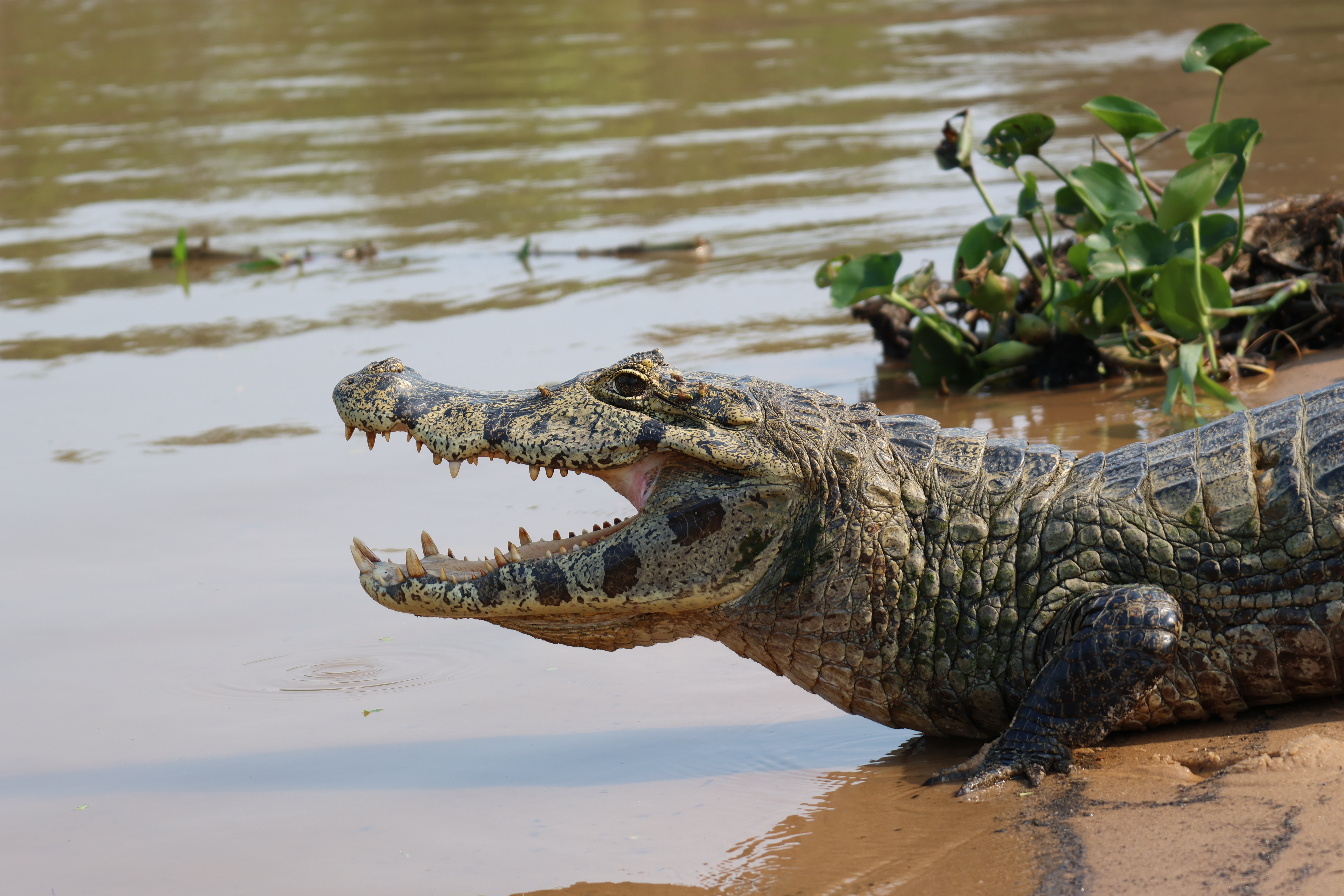 Afinal, qual a quantidade de jacarés que vivem no Pantanal?