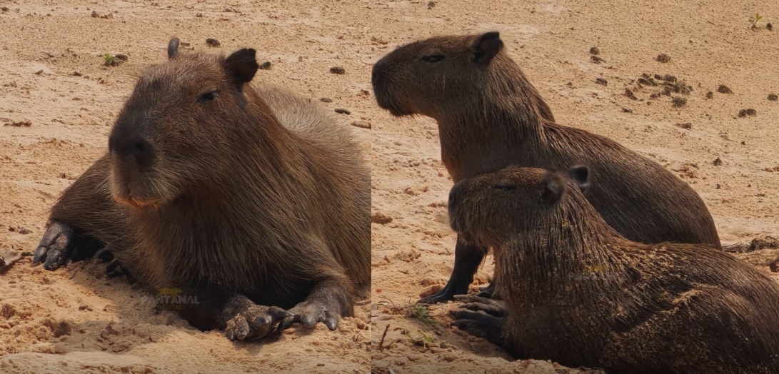 Meditação? Vídeo mostra família de capivaras em momento de tranquilidade encanta nas redes