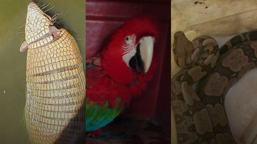 Em menos de 4 dias, resgates de animais silvestres mobilizam equipes em MS