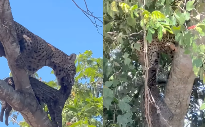 Cena raríssima no Pantanal: onça-pintada é flagrada predando jaguatirica