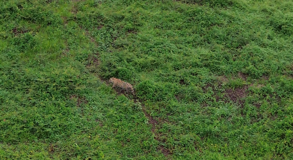 Onça-pintada na Transpantaneira: o raro encontro no Pantanal