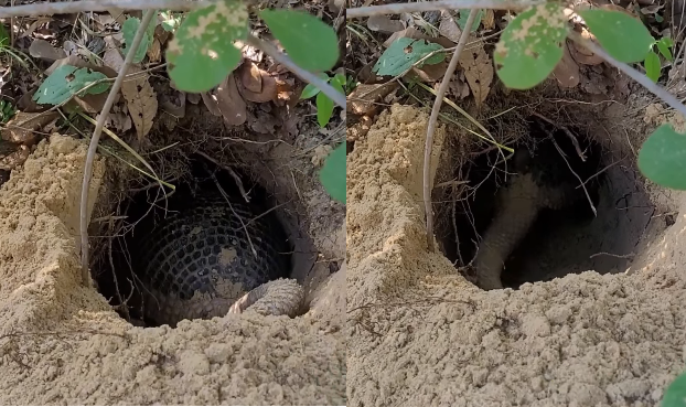 Tatu-canastra mobiliza pesquisadores em nova fase de estudos no Pantanal