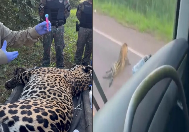 Onça-pintada morre após ser atropelada na BR-262, no Pantanal