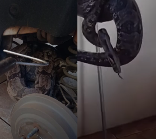 Jiboia é resgatada em garagem de residência em Campo Grande