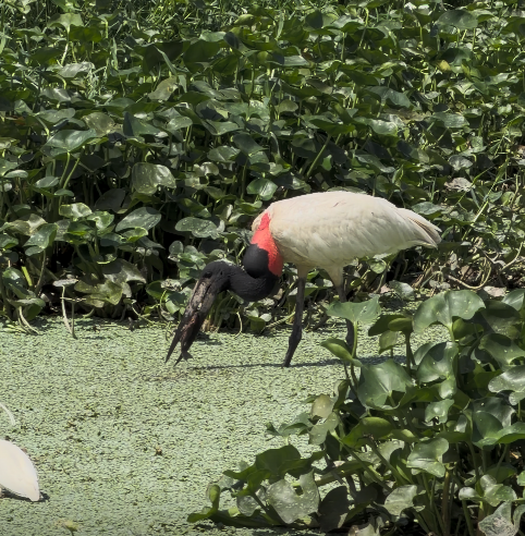 De símbolo do Pantanal a referência continental: o tuiuiú como cegonha da América Latina