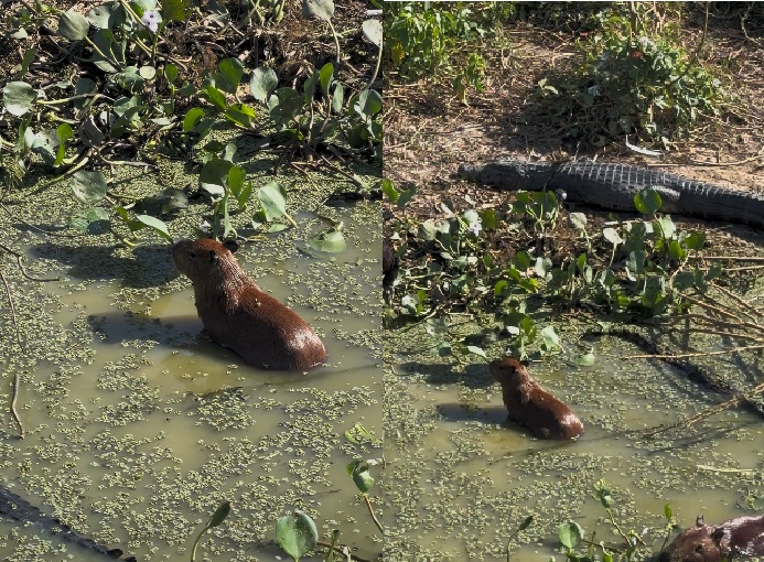 Harmonia entre capivaras e jacarés chama atenção no Pantanal